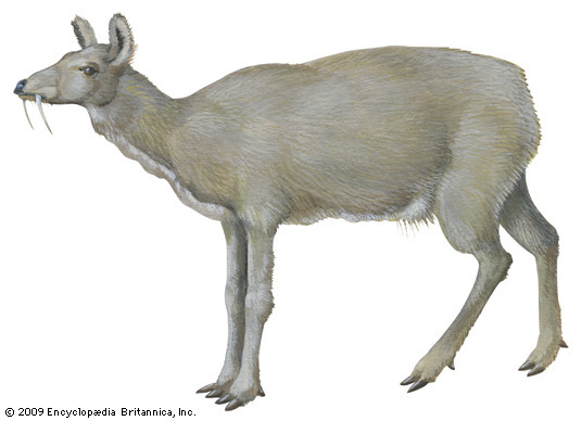 musk deer
