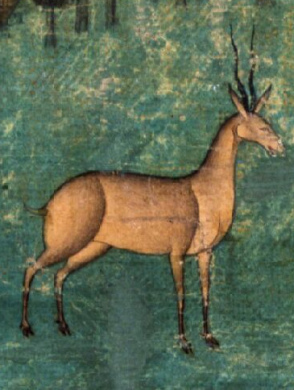 deer1