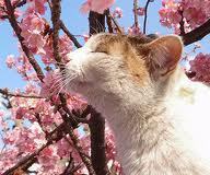 cat spring 2