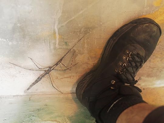 What the heck is this thing!