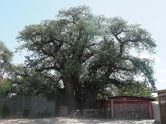 Tree / Bike Size Comparison