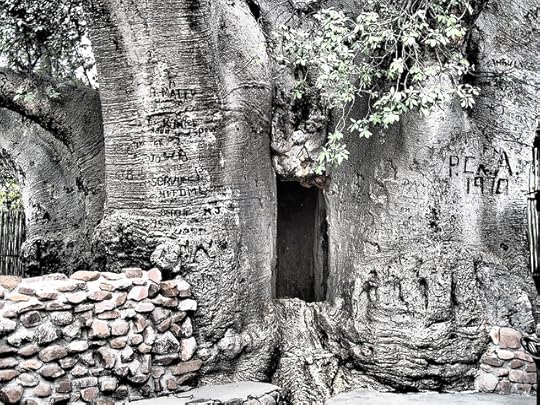 Baobab Tree