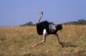 ostrich