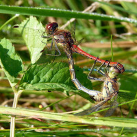 dragonflies-mating_cc_by_sa_nottsexminer_crop