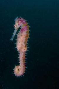 Hippocampus, or seahorse, photographed by Andrepiazza during a dive in East Timor. 