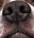 nose