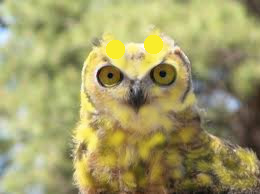 very yellow owl