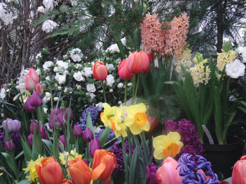 tulips