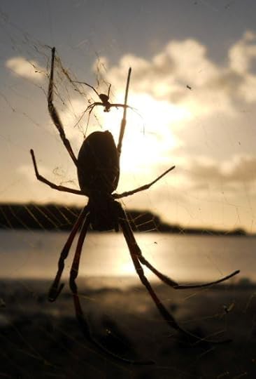 Spider