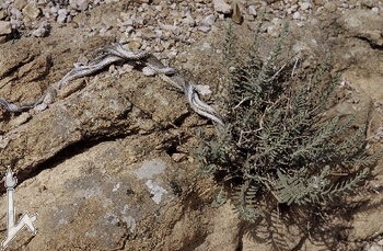 Satureja nabateorum, new species discovered near Petra by Avinoam Danin