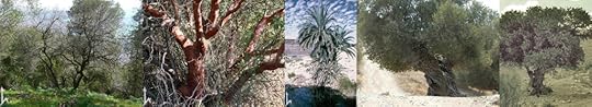 Tabor Oak, E. Strawberry, Date Palm, Olive, Carob. All photos Flora of Israel Online, Hebrew University