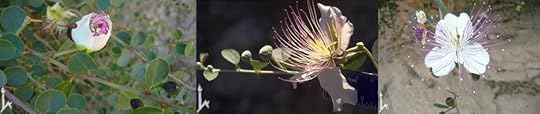 CaperFlower