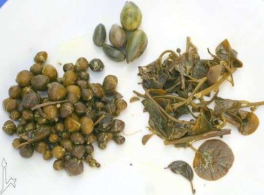 Capparis_zoharyi_PickledBudsFruitsLeavesStems copy
