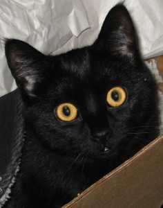 IMG_2863 Morgan in boxEdit
