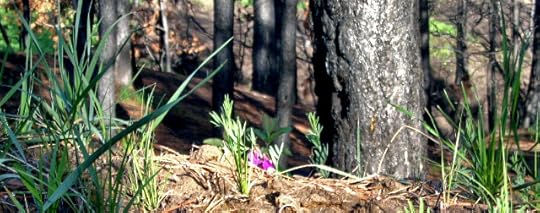 flowers_5-8
