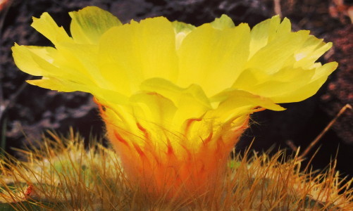 Passion_0263byRosaSay