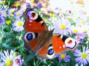 73118_web_R_K_B_by_Verena N._pixelio.de