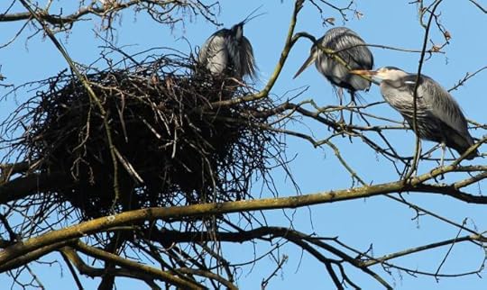 photo, image, herons, vancouver