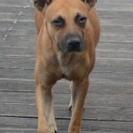 dog on boardwalk