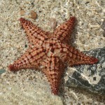 starfish