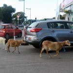 Marigoats...goats who wander around the capital town of Marigot on the French side.