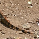 Large, old iguana