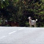 Anguilla goat
