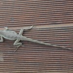 gecko