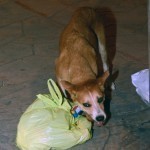 One man's trash is another dog's dinner.