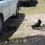 Truly free range chickens in Anguilla