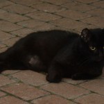 black cat