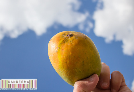 mngib-003