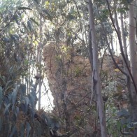 trees small