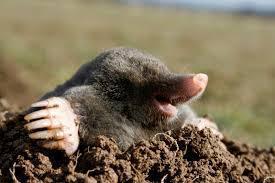 Clearly is wasn't THIS mole. This is a cheerful mole; my mole was a DEAD mole.