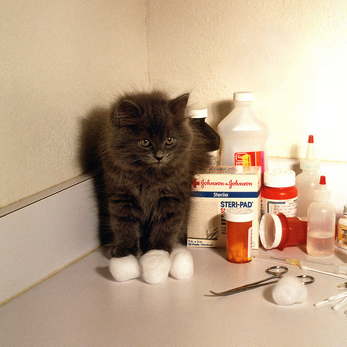 kitten first aid