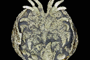 oldest ostracod