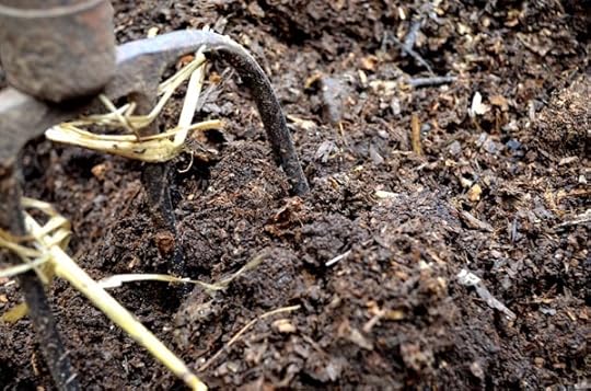 finished-compost