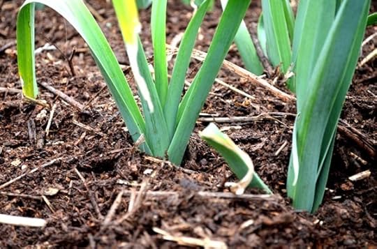 compost-leeks