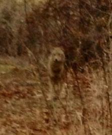Coyote