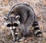 Raccoon