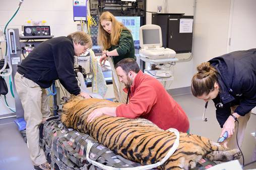 Tiger-UCDavis