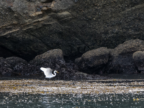 Point Lobos Egret
