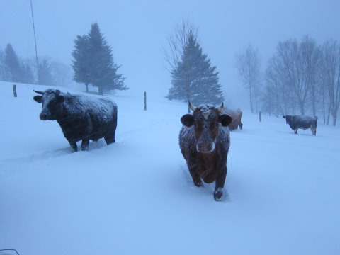 Cows in the storm