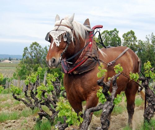 Culotte-de-cheval