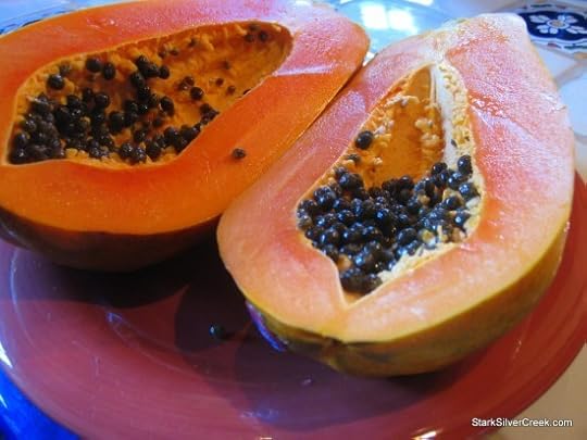 Blue-Lizards-Papaya-Loreto-BCS-1-550x412