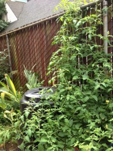 Tomato plant grows in compost bin