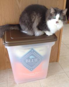 I try to block Sophie's access to food. 