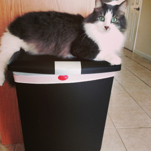 I attempt to interest her in the trash, and maybe eating it. 