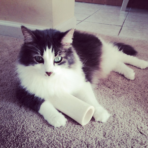 I guard her chew toys so she will eat the kitchen chairs.