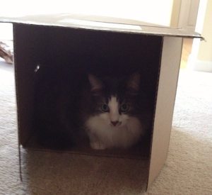 I still watch her, even when I am hiding like a coward. 